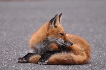 [Hearth.com] Local wildlife - the Fox has an itch...