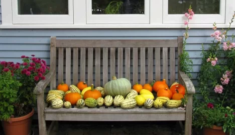[Hearth.com] End of summer squash harvest