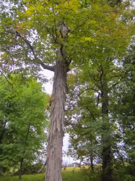 [Hearth.com] Standing Tree ID
