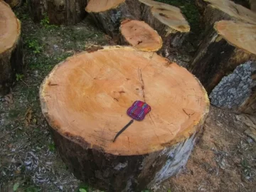 [Hearth.com] Wood ID