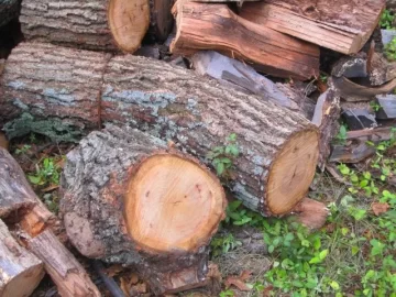 [Hearth.com] Wood ID