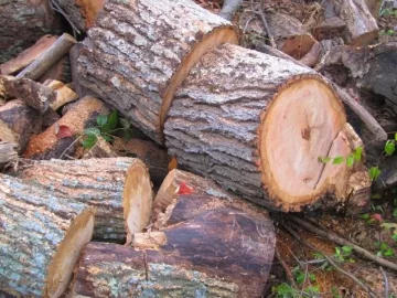[Hearth.com] Wood ID