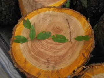 [Hearth.com] Wood ID