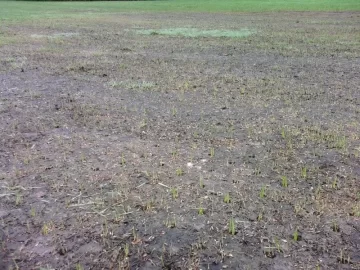 [Hearth.com] Let there be grass!