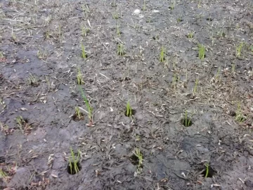 [Hearth.com] Let there be grass!