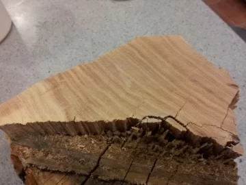 [Hearth.com] wood species id?