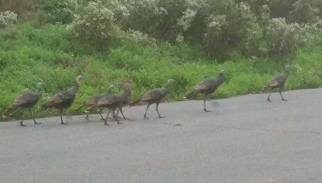 [Hearth.com] Turkeys!!!