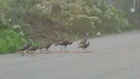 [Hearth.com] Turkeys!!!