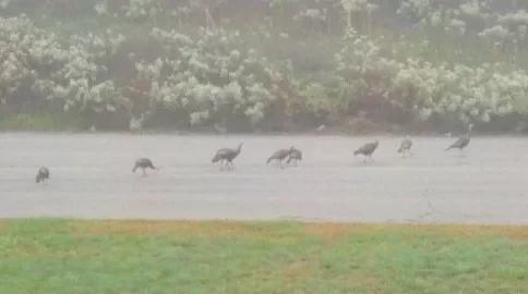 [Hearth.com] Turkeys!!!