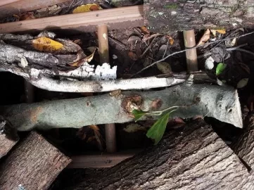 [Hearth.com] Tree ID.......I have no clue!