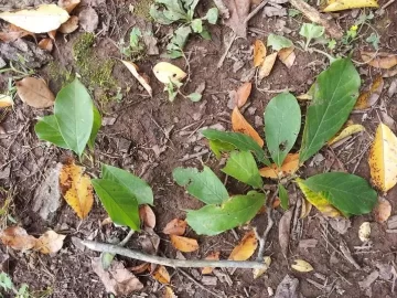 [Hearth.com] Tree ID.......I have no clue!