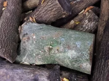 [Hearth.com] Tree ID.......I have no clue!