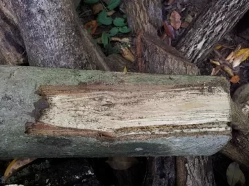 [Hearth.com] Tree ID.......I have no clue!