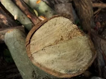 [Hearth.com] Tree ID.......I have no clue!