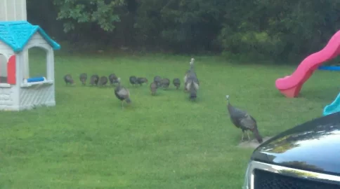 [Hearth.com] Turkeys!!!