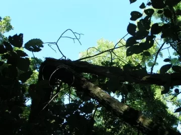 [Hearth.com] Dropping Hung Up Trees