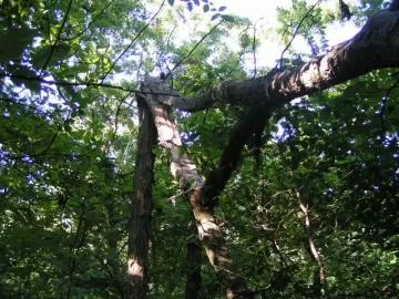 [Hearth.com] Dropping Hung Up Trees
