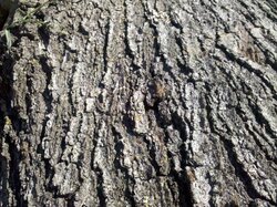 What kind of oak.