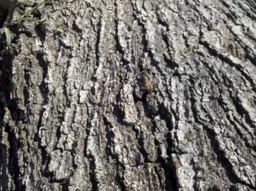 [Hearth.com] What kind of oak.