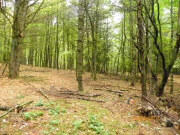 [Hearth.com] Clearing for New Trail