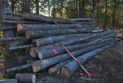 Demand for firewood not being met