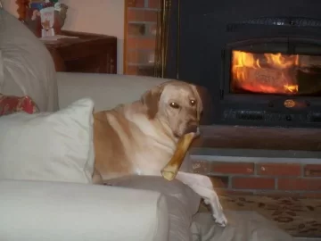 [Hearth.com] Pets..on easy street...
