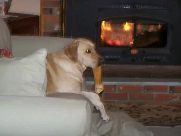 [Hearth.com] Pets..on easy street...