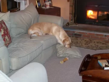 [Hearth.com] Pets..on easy street...