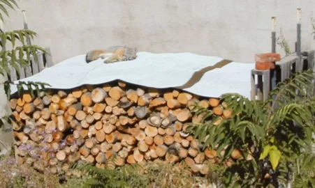 [Hearth.com] Lazy like a fox