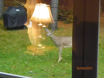 [Hearth.com] Lamp 4 the Deer