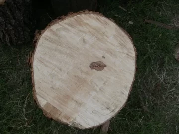 [Hearth.com] Yet another wood ID question