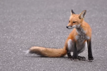 [Hearth.com] Lazy like a fox