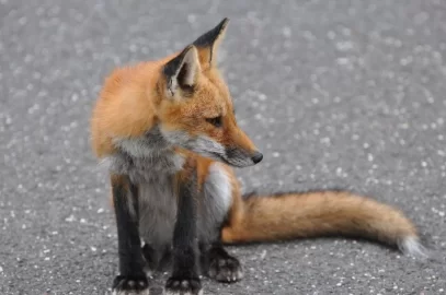 [Hearth.com] Lazy like a fox