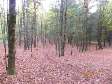 [Hearth.com] Future Trail Clearing