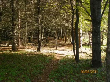 [Hearth.com] Walking Trail Clearing