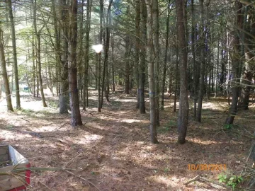 [Hearth.com] Walking Trail Clearing
