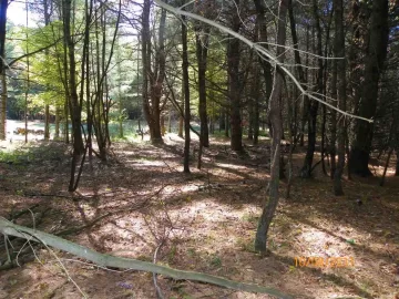 [Hearth.com] Walking Trail Clearing