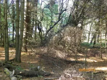 [Hearth.com] Walking Trail Clearing