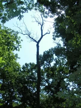 [Hearth.com] Shagbark Hickory. How long before it gets too punky?