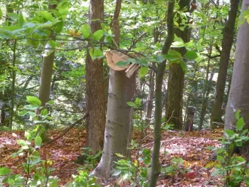 [Hearth.com] Beech Off The Ground!