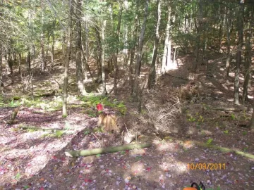 [Hearth.com] Red Maple Leaner Down