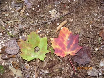 [Hearth.com] Red Maple Leaner Down