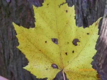 [Hearth.com] Maple Leaner Cut