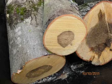 [Hearth.com] Maple Leaner Cut