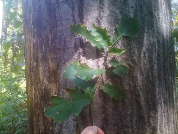 [Hearth.com] Tree ID please