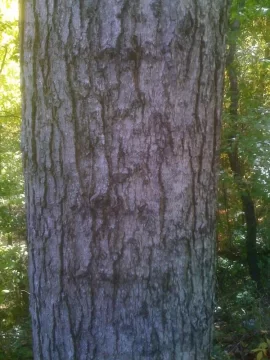 [Hearth.com] Tree ID please