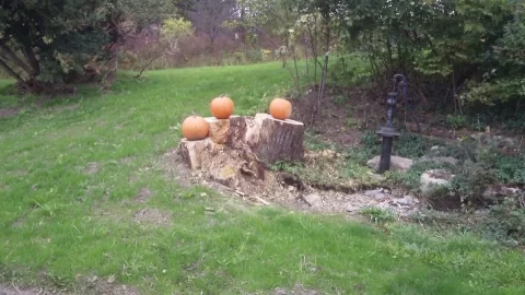 [Hearth.com] My stump