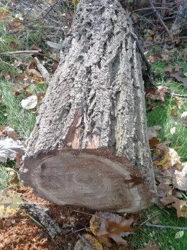 [Hearth.com] Quick Wood ID