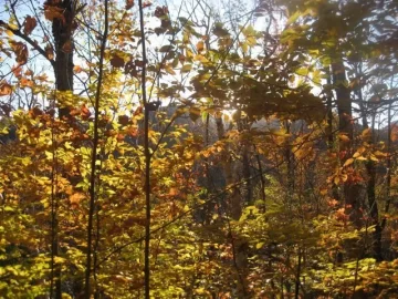 [Hearth.com] Fall Foliage Pictures