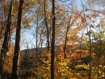[Hearth.com] Fall Foliage Pictures
